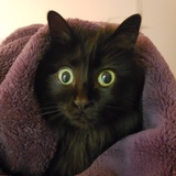 Entry image for Voodoo