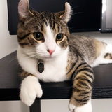 Entry image for Stuart