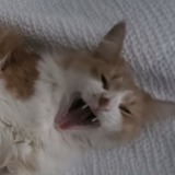 Entry image for Chiki