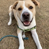 Entry image for Mylo