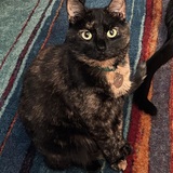 Entry image for Diana