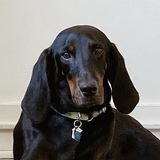 Entry image for Annie