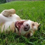 Entry image for Godot