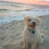 Entry image for Milo