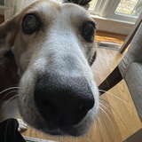 Entry image for Roux