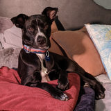 Entry image for Rowan