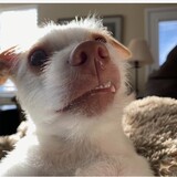 Entry image for Luna