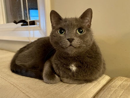 Entry image for Monkey. Clicking this image will show a larger photo