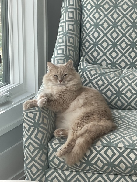 Entry image for Zeus . Clicking this image will show a larger photo