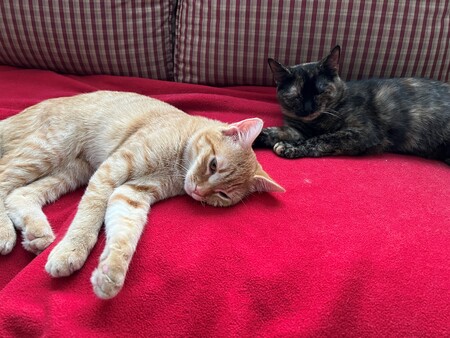 Entry image for Rio & Reese. Clicking this image will show a larger photo