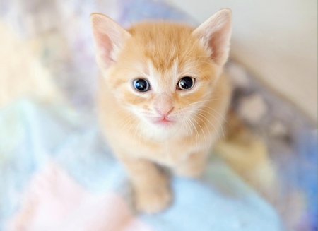 Entry image for Coach. Clicking this image will show a larger photo