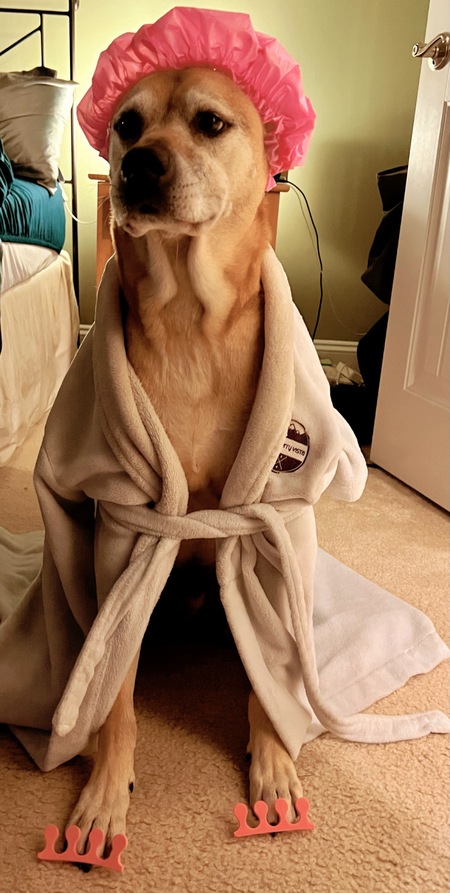 Entry image for Shepp. Clicking this image will show a larger photo