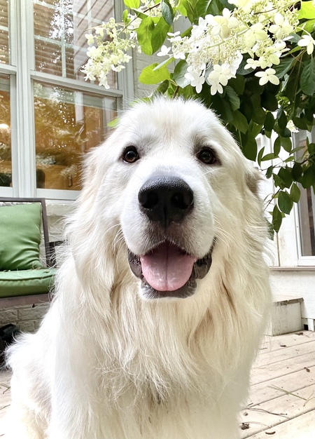 Entry image for Bear. Clicking this image will show a larger photo