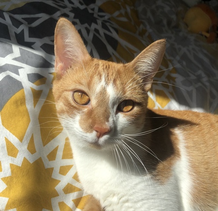 Entry image for Fawkes. Clicking this image will show a larger photo