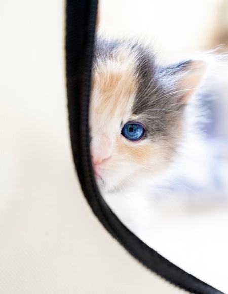 Entry image for Butterscotch . Clicking this image will show a larger photo