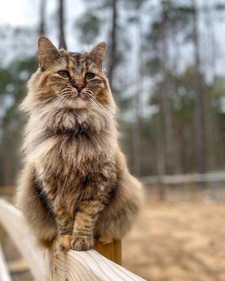 Entry image for Starfire. Clicking this image will show a larger photo