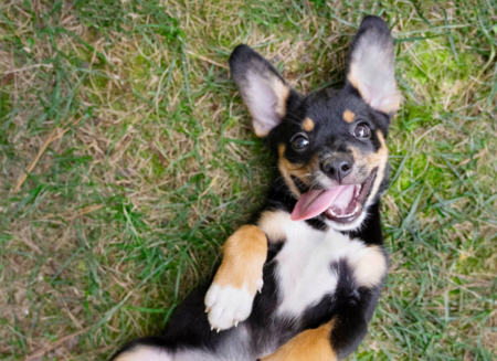 Entry image for Scout. Clicking this image will show a larger photo