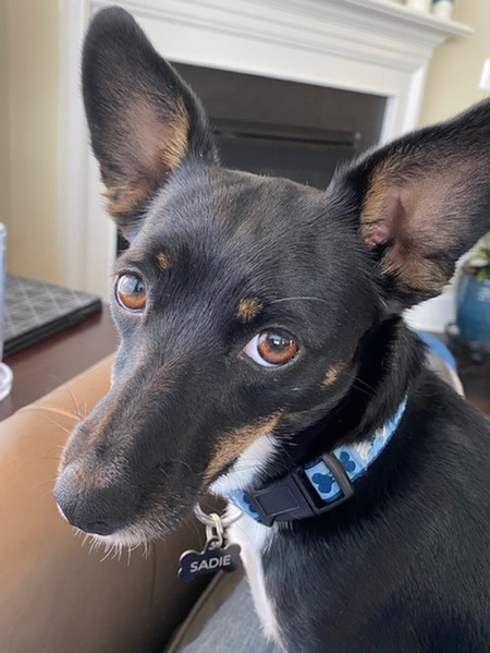 Entry image for Sadie. Clicking this image will show a larger photo