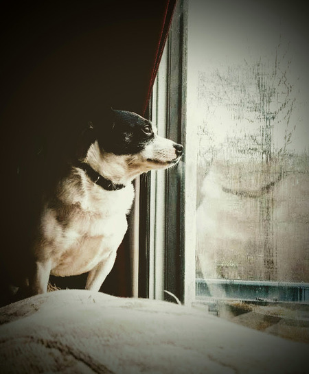 Entry image for Boba Fett. Clicking this image will show a larger photo