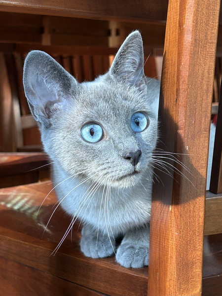 Entry image for Sarabi. Clicking this image will show a larger photo