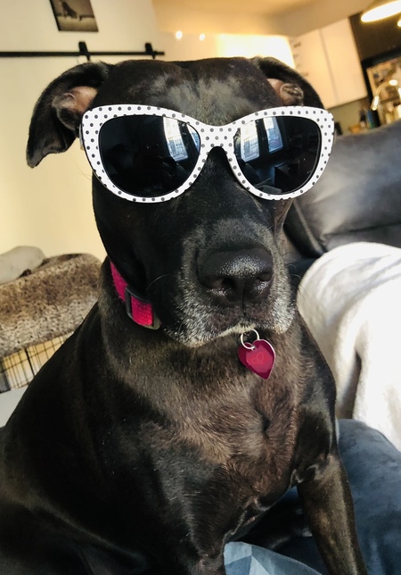 Entry image for Bella. Clicking this image will show a larger photo