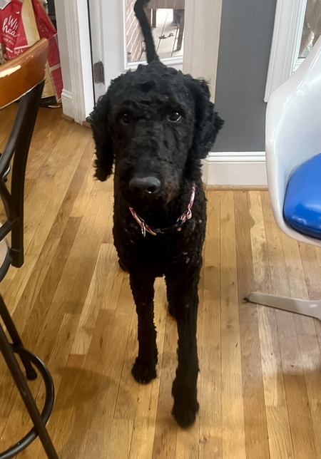 Entry image for Coal. Clicking this image will show a larger photo