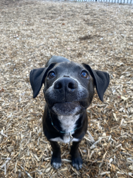 Entry image for Luna. Clicking this image will show a larger photo