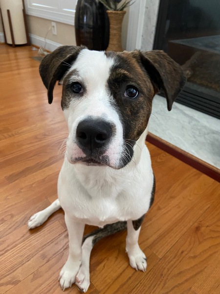 Entry image for Daisy. Clicking this image will show a larger photo