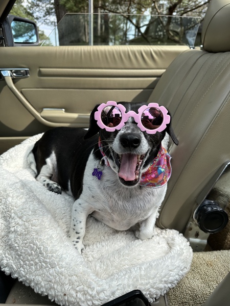 Entry image for Tilly. Clicking this image will show a larger photo