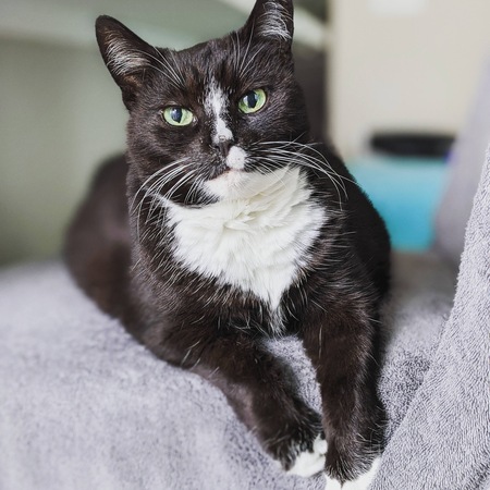 Mittens 