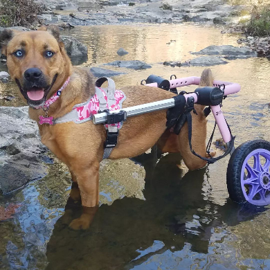 Entry image for Gracie. Clicking this image will show a larger photo