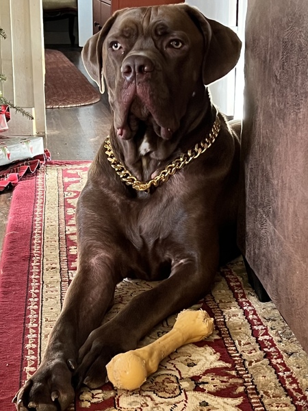 Entry image for Frank. Clicking this image will show a larger photo