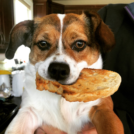 Entry image for Loki. Clicking this image will show a larger photo