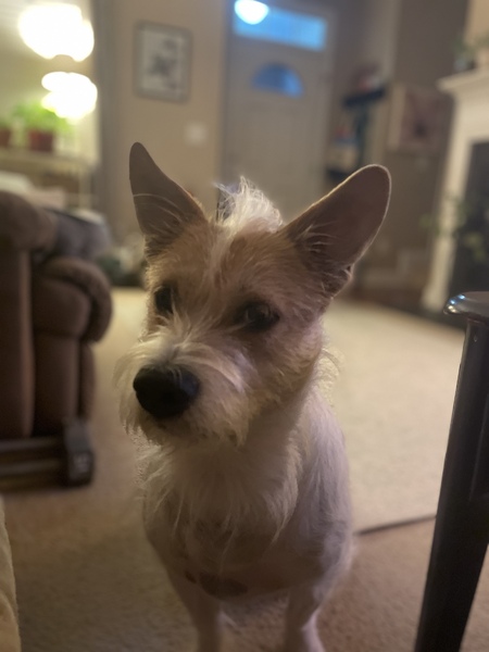 Entry image for Muggsy . Clicking this image will show a larger photo