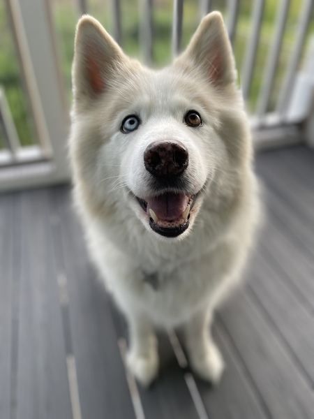 Entry image for Nala. Clicking this image will show a larger photo