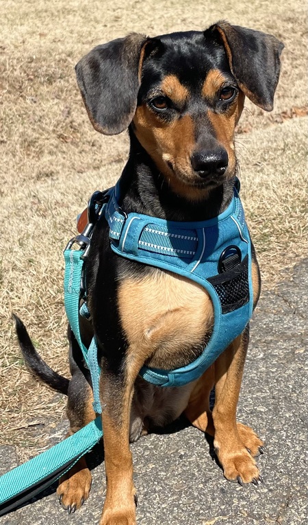 Entry image for Porter. Clicking this image will show a larger photo