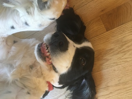 Entry image for Wilson. Clicking this image will show a larger photo