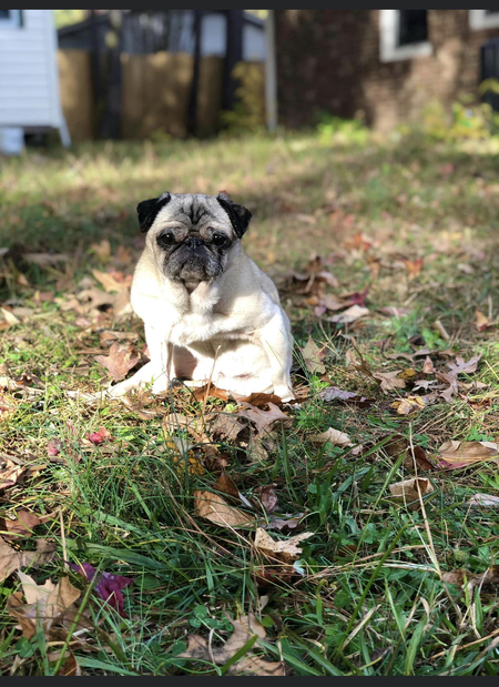 Entry image for Layla. Clicking this image will show a larger photo