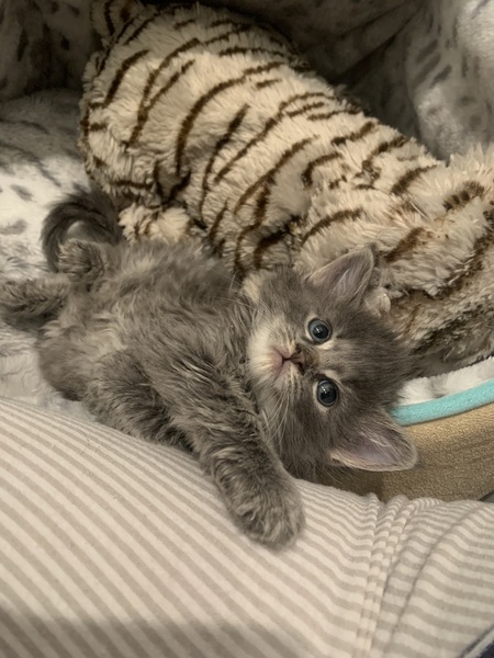 Entry image for Tortufo. Clicking this image will show a larger photo