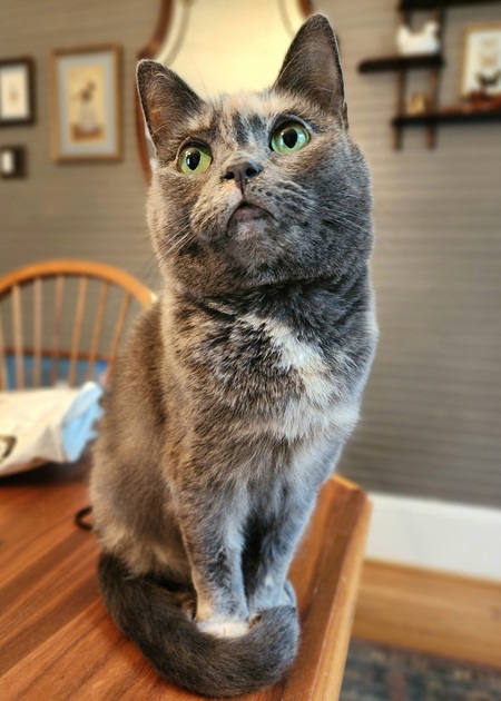 Smol Ket
