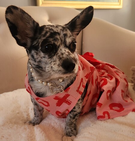 Entry image for Agatha . Clicking this image will show a larger photo