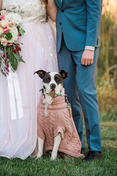 Entry image for Clover. Clicking this image will show a larger photo