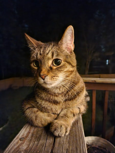 Entry image for Krumpus. Clicking this image will show a larger photo