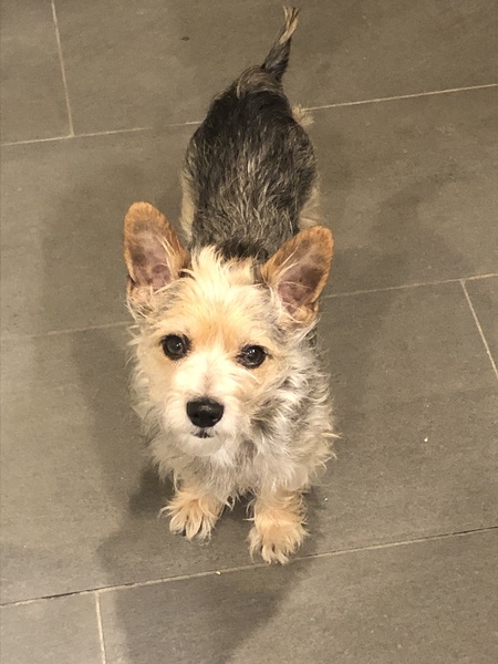 Entry image for Minnie. Clicking this image will show a larger photo