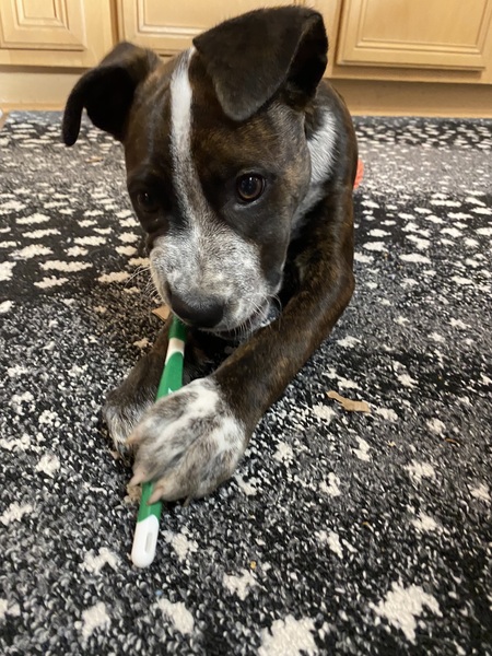 Entry image for Milly. Clicking this image will show a larger photo