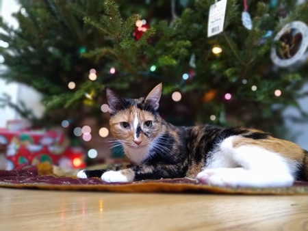 Nutmeg