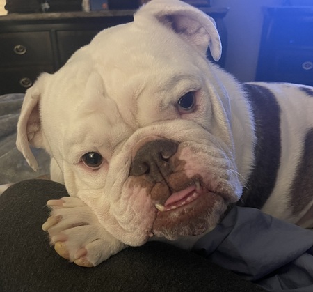 Entry image for Pablo. Clicking this image will show a larger photo