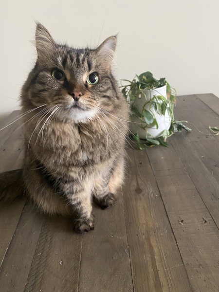 Entry image for Pancake. Clicking this image will show a larger photo