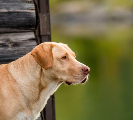 Entry image for Cosmo. Clicking this image will show a larger photo