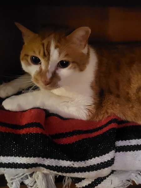 Entry image for Taco. Clicking this image will show a larger photo